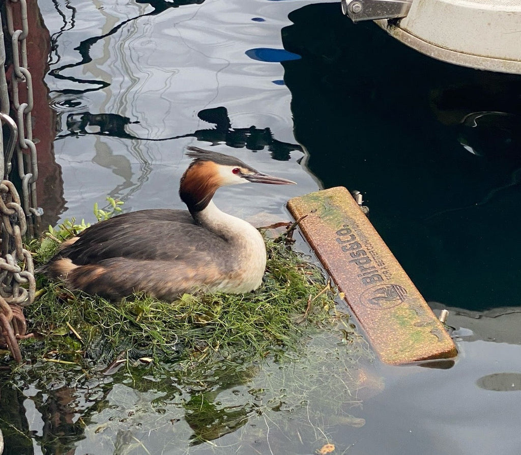 Great crested grebe incubating on the Léman 1 nesting platform, next to a boat
