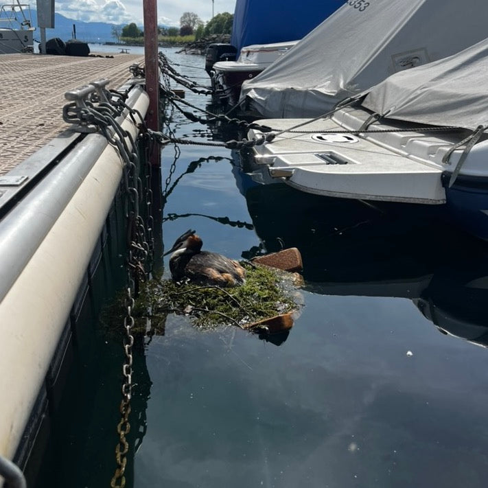 Grèbe huppé sur son nid, sur une plateforme Léman 1 amarrée au ponton près des bateaux Image