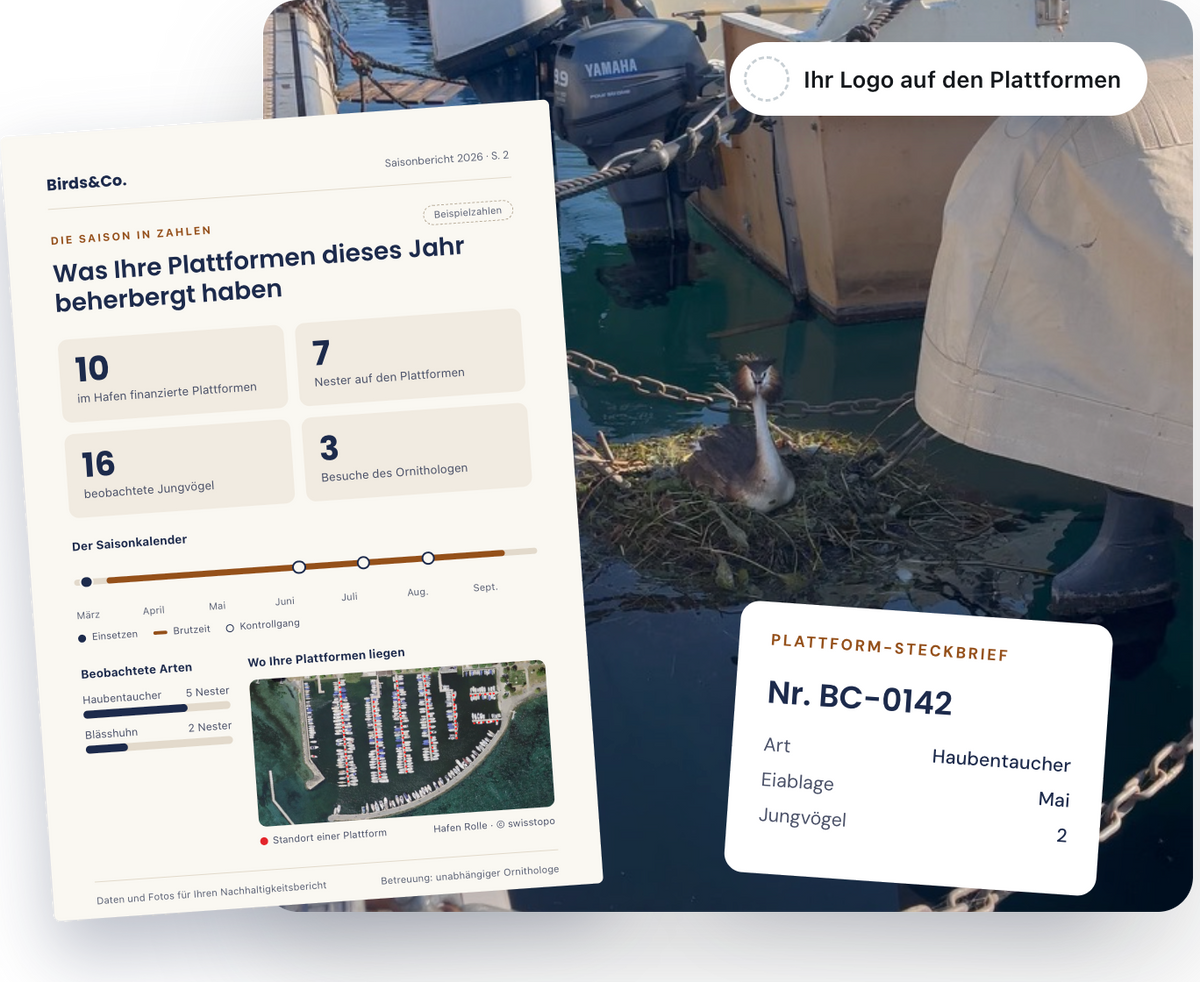 Haubentaucher auf einer Birds&Co.-Plattform im Hafen, daneben ein Beispiel-Saisonbericht Bild
