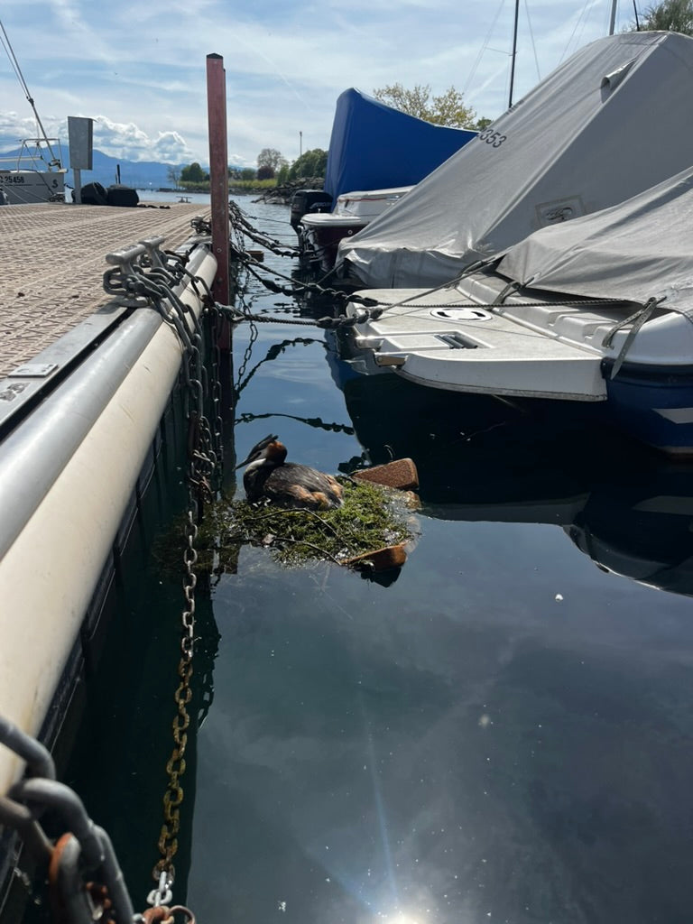 Grèbe huppé sur son nid, sur une plateforme Léman 1 entre un ponton et un bateau Image