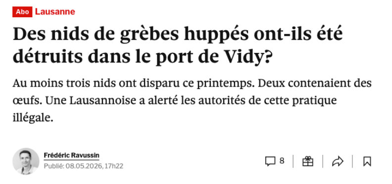 Article de 24 heures sur les nids de grèbes détruits au port de Vidy Image
